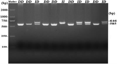 Novel 61-bp Indel of RIN2 Is Associated With Fat and Hatching Weight Traits in Chickens